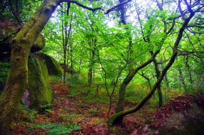 Bosque en la ruta dos Muiños de Barosa