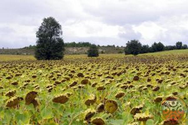 En las proximidades encontramos un bonito campo de girasoles