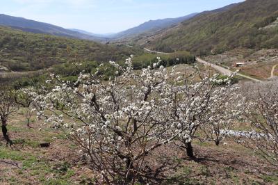 Panorámica sobre el Valle del Jerte en flor