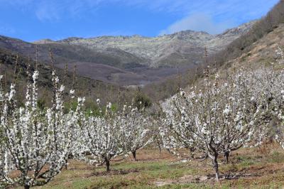 Campo de cerezos en floración