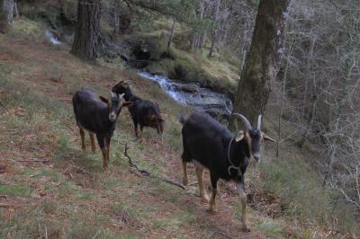 Cabras que me acompañaron un rato en la ruta