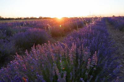 Campos de lavanda en Tiedra