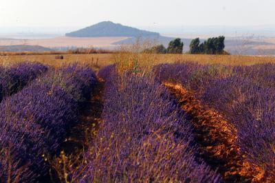 Campos de lavanda en Tiedra