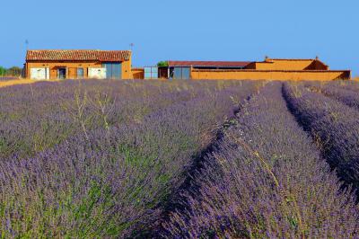 Campos de lavanda en Tiedra