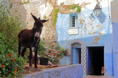 Chefchaouen, la joya azul marroquí