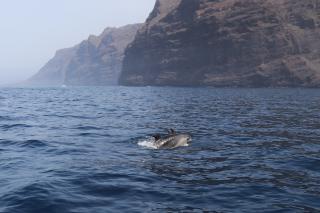 Avistamiento de delfines en Masca, Acantilado los Gigantes en Tenerife