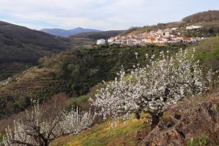 El <b>Valle del Jerte con cerezos en flor</b> en una ruta caravaning del Puerto de Tornavacas a Plasencia por la N-110