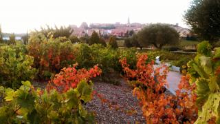Visita a Bodegas Vivanco, experiencia de Cata y Museo de la Cultura del Vino